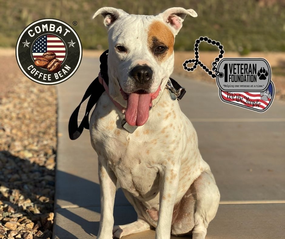 Foundation – Breakfast Blend Plus – Extra Caffeine Blend